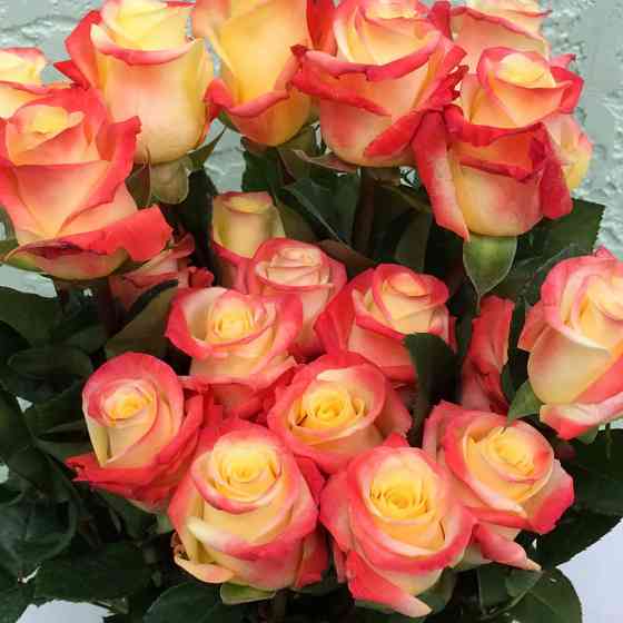 Саджанці чайно-гібридних троянд Флорида (привитий) Чернівці