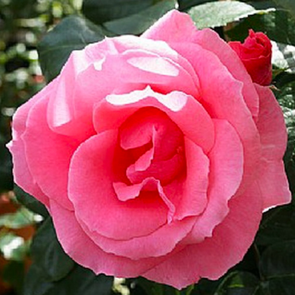 Саженцы плетистых роз Лавиния (привитый) Черновцы - изображение 2