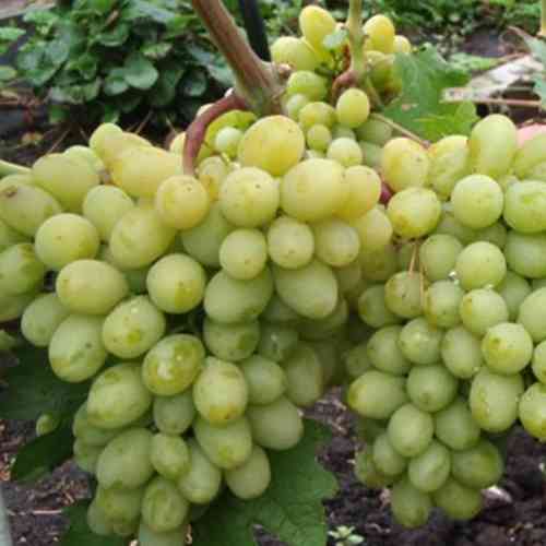 Cаджанці винограду Грілло (черенкований) - 1-річний Чернівці