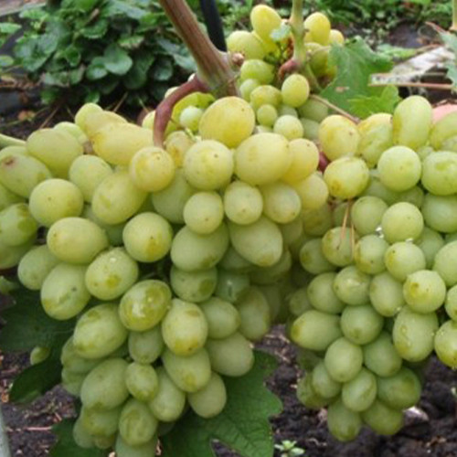 Саженцы винограда Грилло (черенкованный) - 1-летний Черновцы - изображение 1