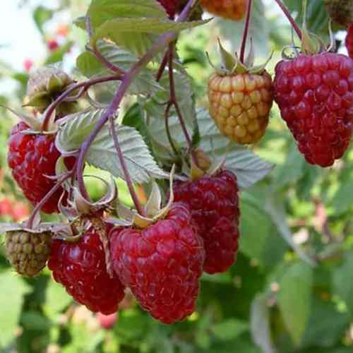 Саджанці малини Шапка Мономаха (черенкований) - 1-річний Чернівці