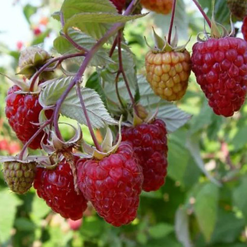 Саджанці малини Шапка Мономаха (черенкований) - 1-річний Чернівці - фото 1