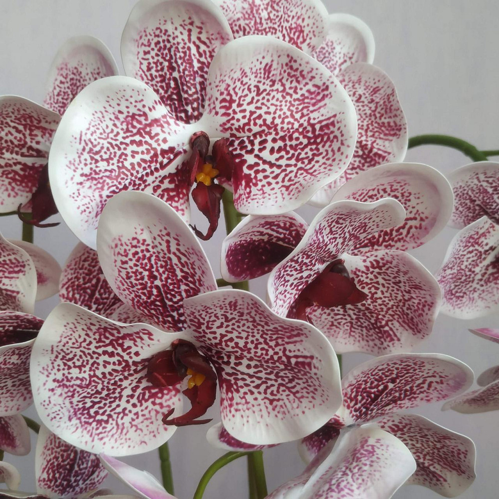 Штучна латексна орхідея VIP в керамічному кашпо на три білі гілки з бордовим градієнтом. Дніпро - фото 2