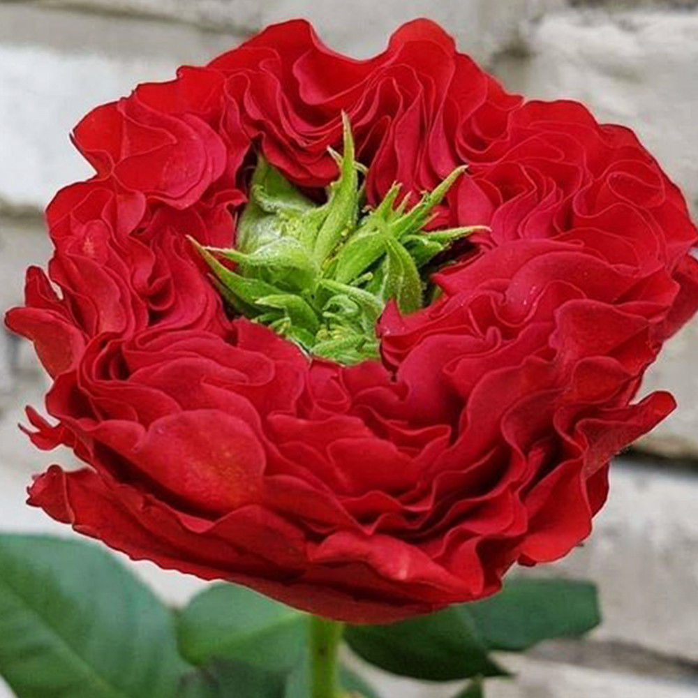 Саджанці троянд на штамбі Ред Ай (привитий) Чернівці - фото 2