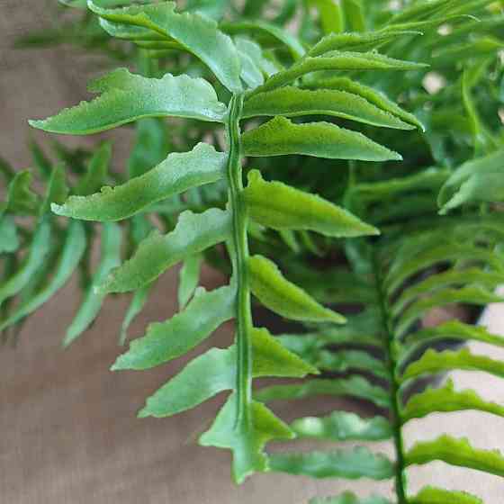 Штучний кущ папороті з латексу Дніпро