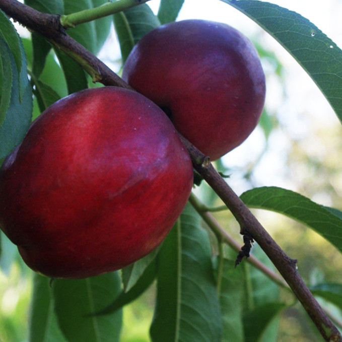 Саженцы нектарина Венус (привитый) - 1-летний Черновцы - изображение 1