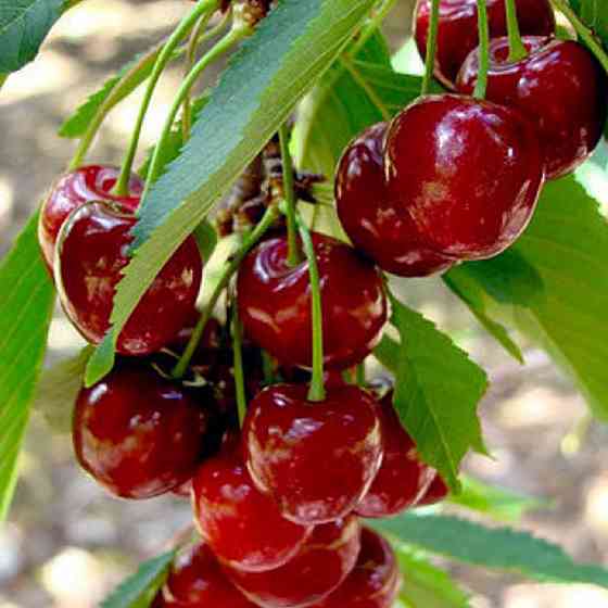 Саджанці вишні Лотівка (привитий) - 1-річний Чернівці