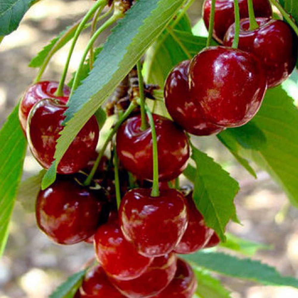 Саженцы вишни Лотовка (привитый) - 1-летний Черновцы - изображение 3