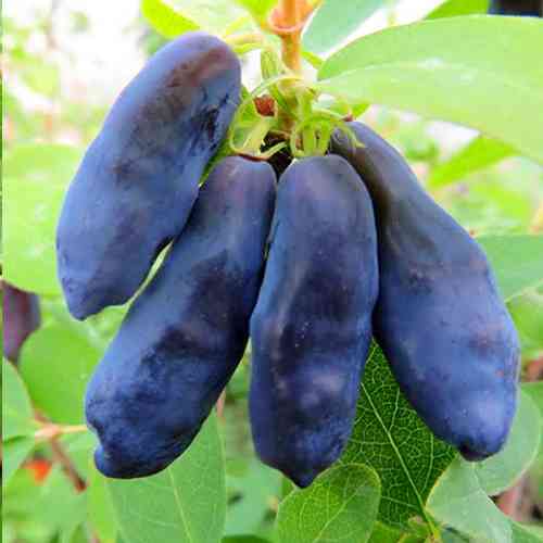 Саженцы жимолости Гордость Бакчара (черенкованный) - 3-летний Черновцы