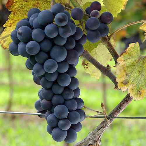 Cаджанці винограду Зейбель №1 (черенкований) - 2-річний Чернівці