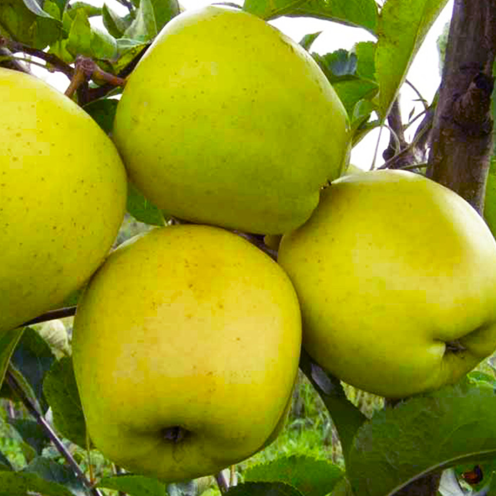 Саженцы яблони Донешта (привитый) - 2-летний Черновцы - изображение 1