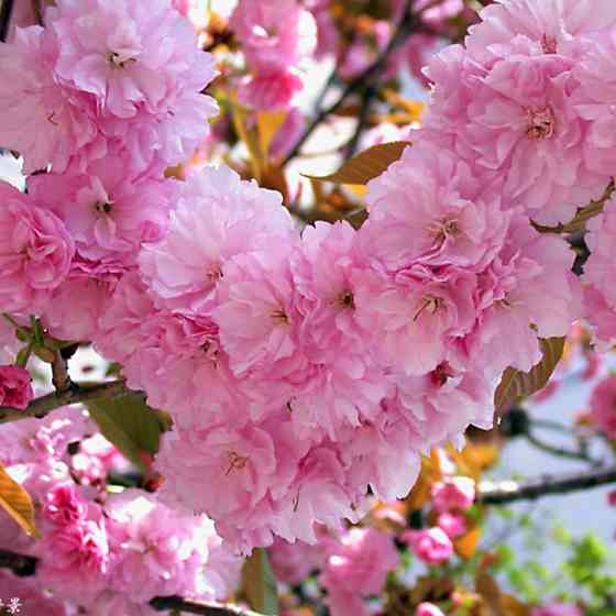 Саджанці сакури Канзан (привитий) - 2-річний Чернівці