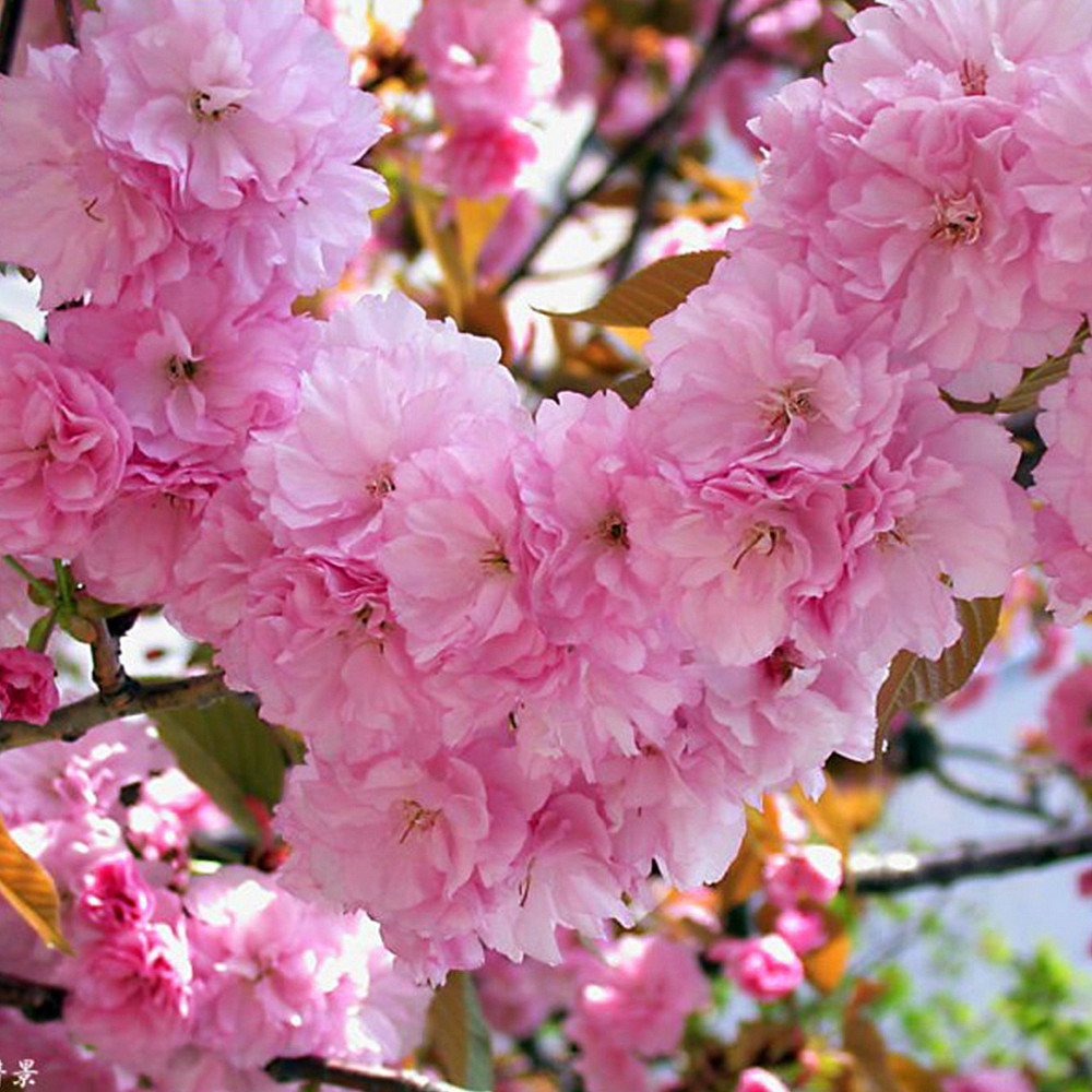 Саджанці сакури Канзан (привитий) - 2-річний Чернівці - фото 3