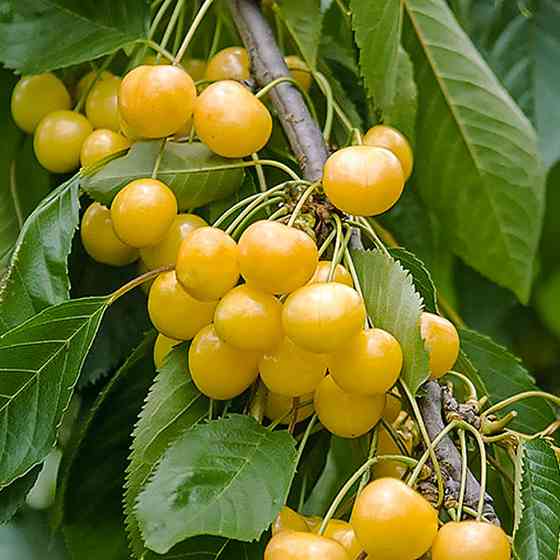 Саженцы колоновидной черешни Медовая (привитая) - 1-летний Черновцы