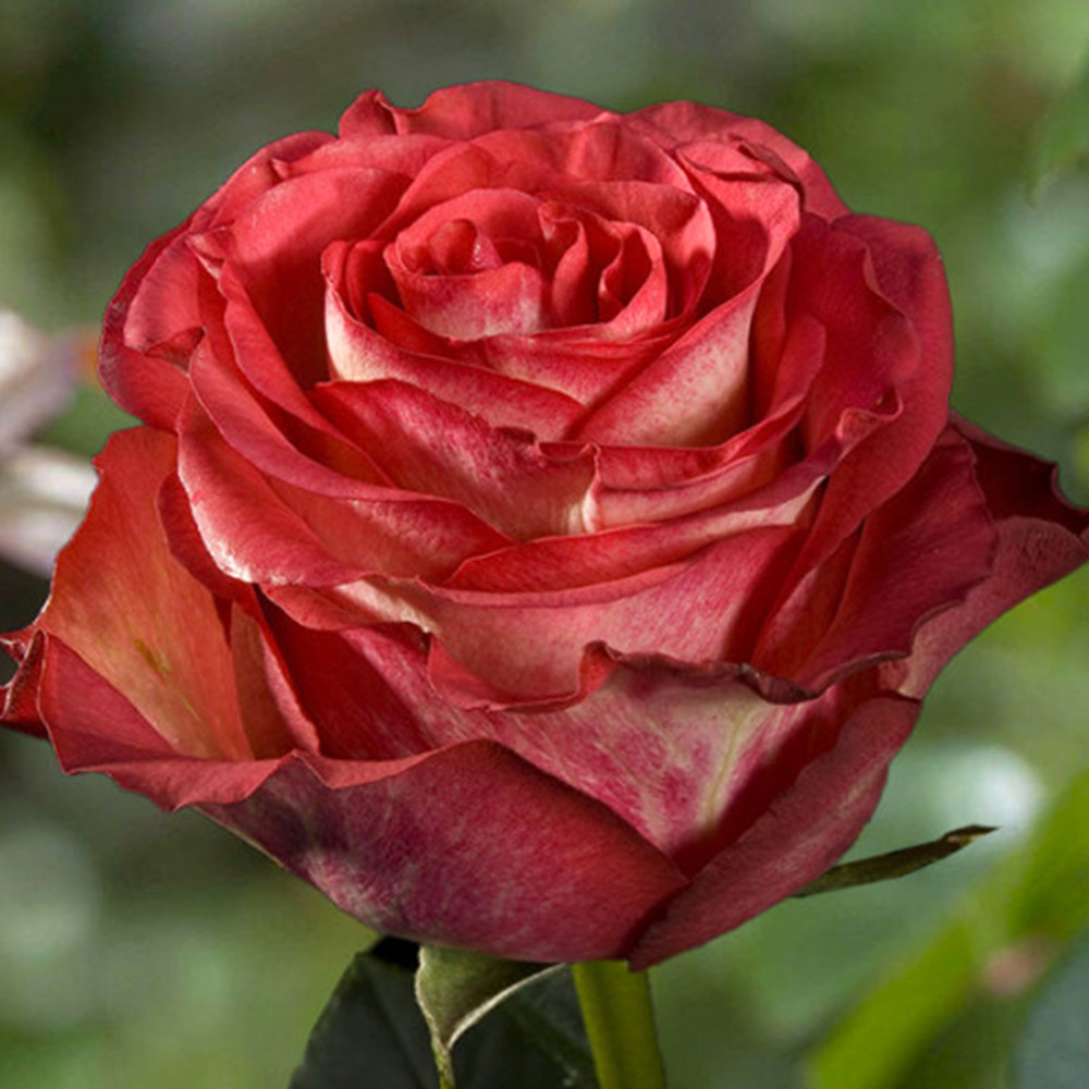 Саженцы чайно-гибридных роз Гиннесс (привитый) Черновцы - изображение 3