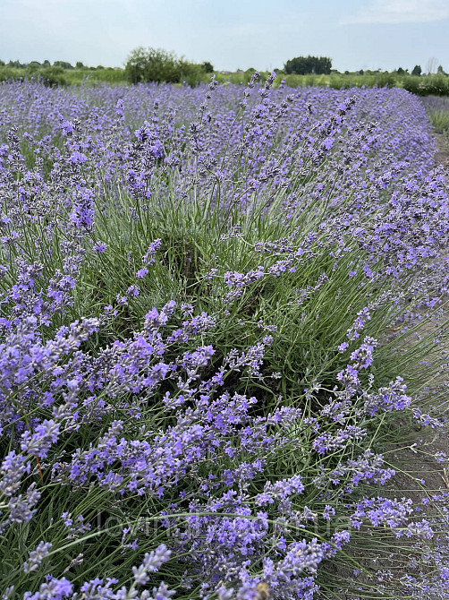 Курупномірні кущі лаванди 80 см в діаметрі для озеленення та ландшафтного дизайну. Ірпінь - фото 8