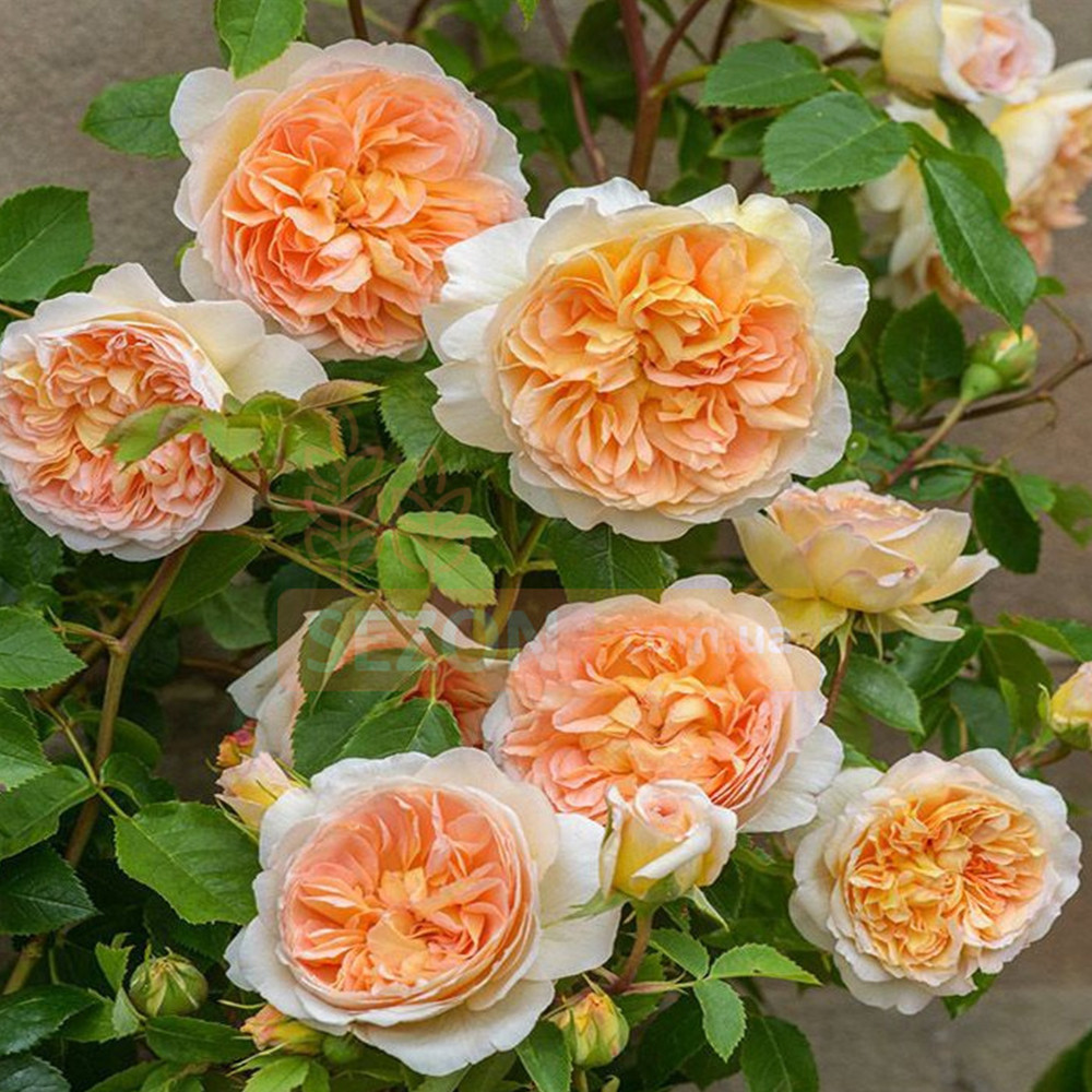 Саджанці троянд на штамбі Сер Ланселот (привитий) Чернівці - фото 3