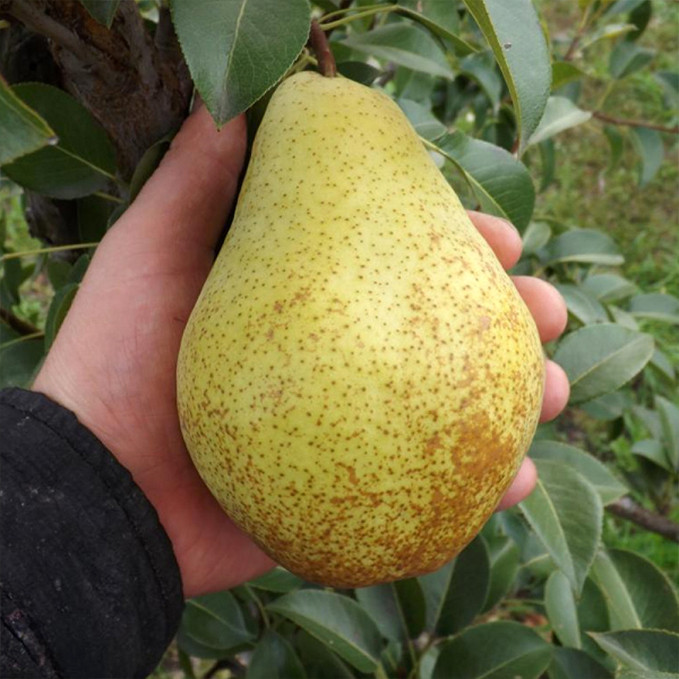 Саженцы груши Генерал Леклерк (привитый) - 1-летний Черновцы - изображение 1