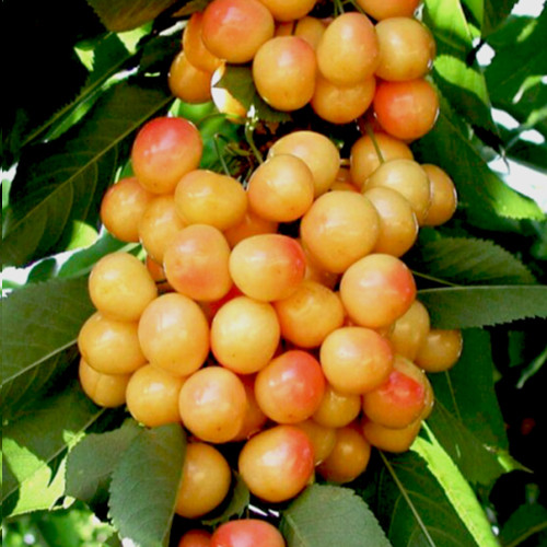 Саженцы колонновидной черешни Маргарита (привитый) - 2-летний Черновцы - изображение 1