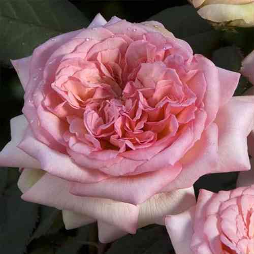 Саженцы роз Жорж Санд (привитый) - 2-летний Черновцы