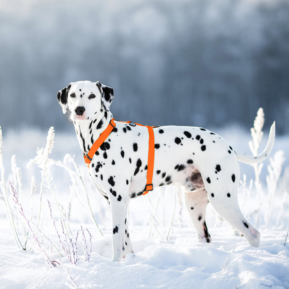 Шлея для собак водостійка анатомічна Н-подібна WAUDOG Waterproof з QR-паспортом, пластикова пряжка-фастекс, М, Ш 20 мм, А 40-66 см, В 50-80 см, помара Київ - фото 2