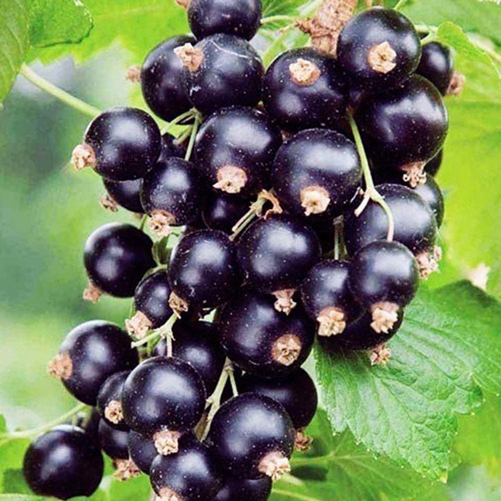 Саджанці смородини Вернісаж (черенкований) - 2-річний Чернівці - фото 3