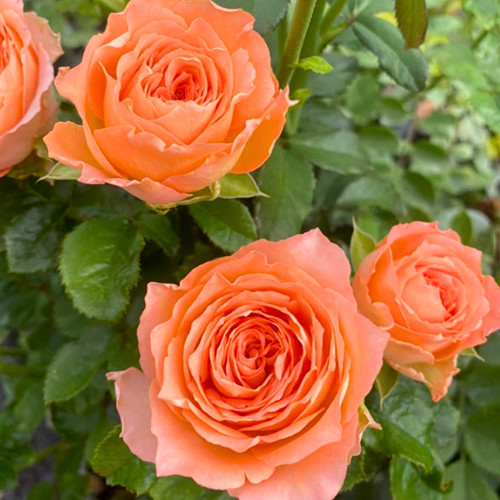 Саженцы роз Абрикос (привитый) - 2-летний Черновцы - изображение 1