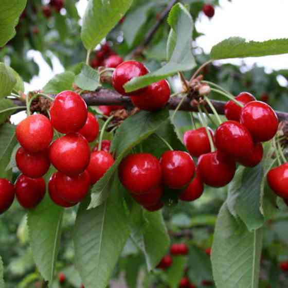 Саджанці черешні Донецька Красуня (привитий) - 1-річний Чернівці