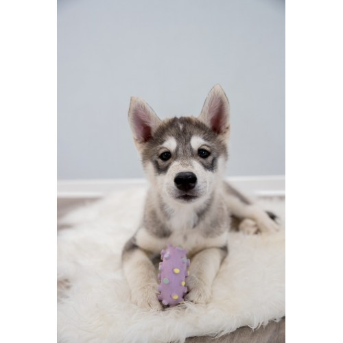 Іграшка Trixie для цуценят Кільце Junior латекс 8 см Київ - фото 9