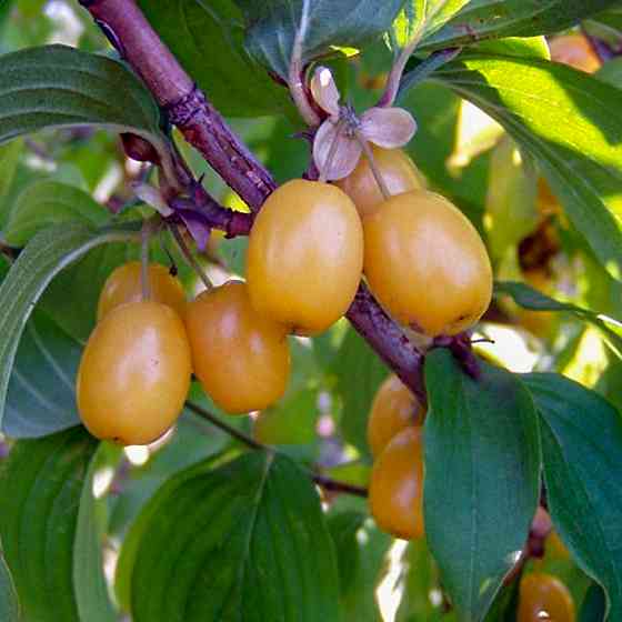 Саджанці кизилу Янтарний - 2-річний Чернівці