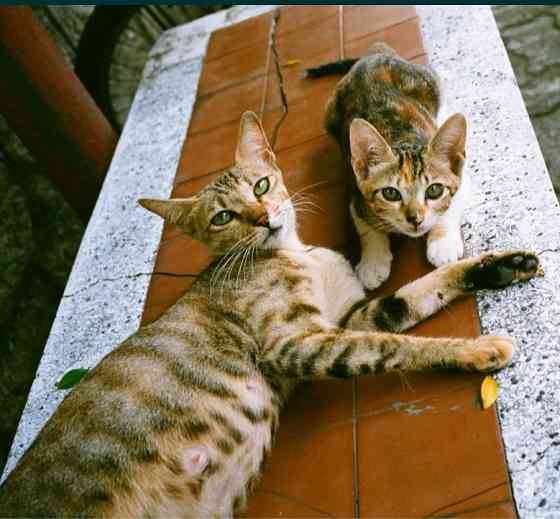 Фотоапарат: Roller AFM 35. Харків