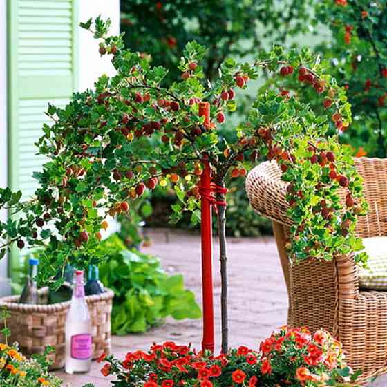 Саджанці агрусу на штамбі Високий Замок (привитий) - 2-річний Чернівці