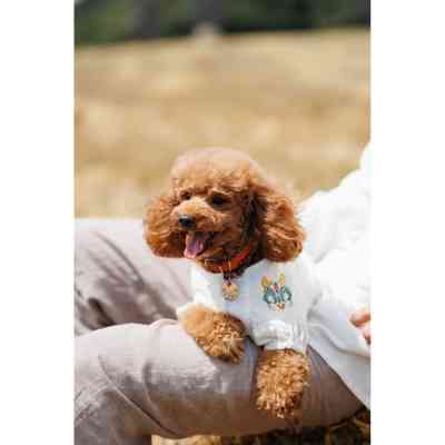 Футболка для тварин Pet Fashion Maryana S (4823082439270) Вінниця