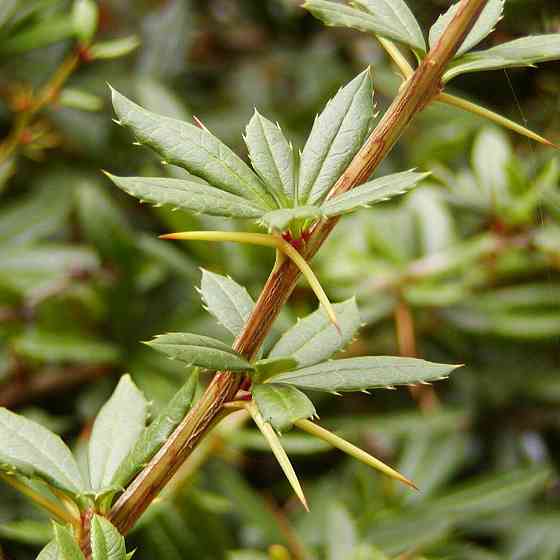 Саженцы Барбариса (вечнозеленый) (черенкованный) - 2-летний Черновцы