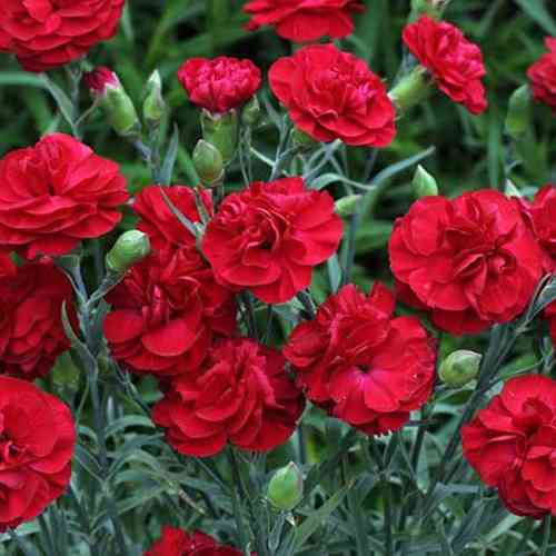 Саджанці гвоздики Альпійська Червона (черенкований) - 2-річний Чернівці