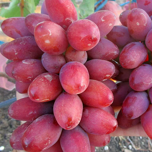 Саженцы винограда Сани Дольче (черенкованный) - 2-летний Черновцы - изображение 1