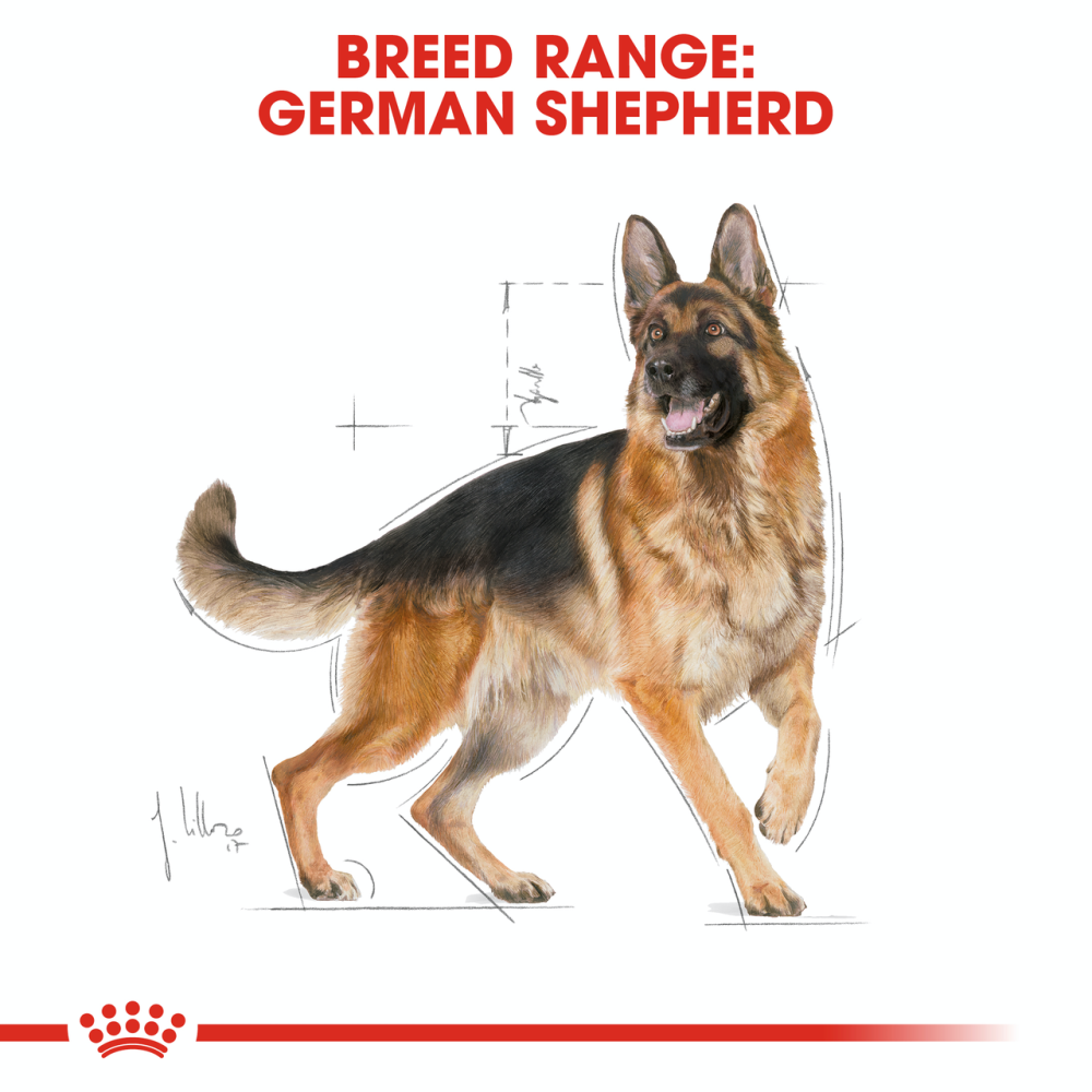 Royal Canin German Sheperd Adult (Рояв Канін Джерман Шеперд Едалт) сухий корм для дорослої німецької вівчарки 11 кілограмів. Запоріжжя - фото 3