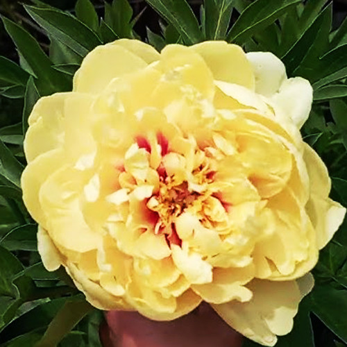 Саджанці піона деревоподібного Елізабет (сіянець) - 2-річний Чернівці - фото 1