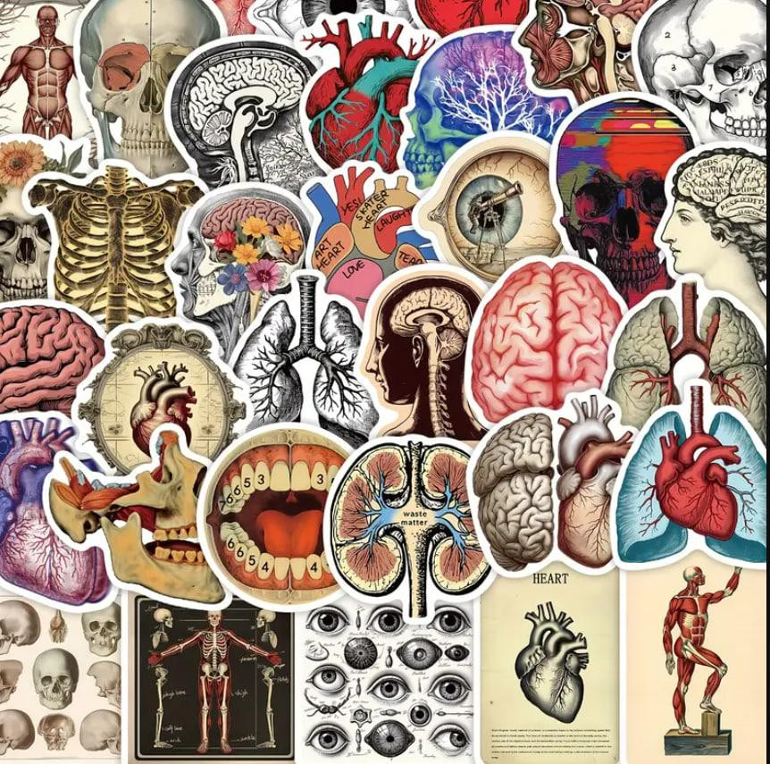 Анатомические наклейки 