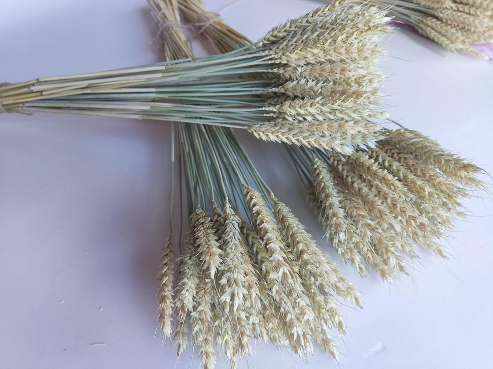 Колоски безостої пшениці 9-11 см Днепр - изображение 3