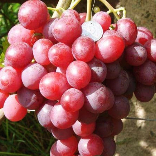 Саженцы винограда Дюжина (черенкованный) - 1-летний Черновцы - изображение 1