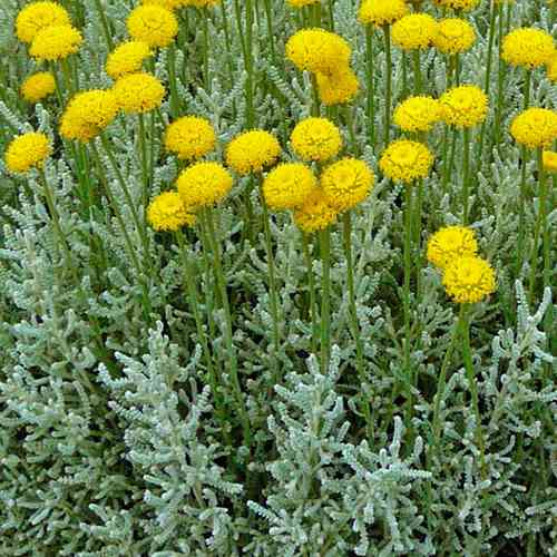 Саджанці сантоліни Кипарисовидна (черенкований) - 2-річний Чернівці