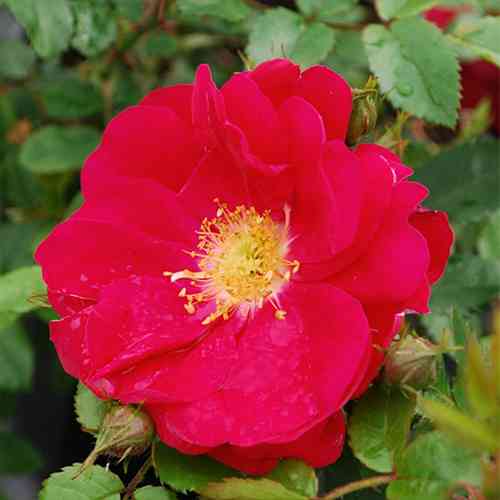 Саджанці троянд Генрі Келсі (привитий) - 2-річний Чернівці