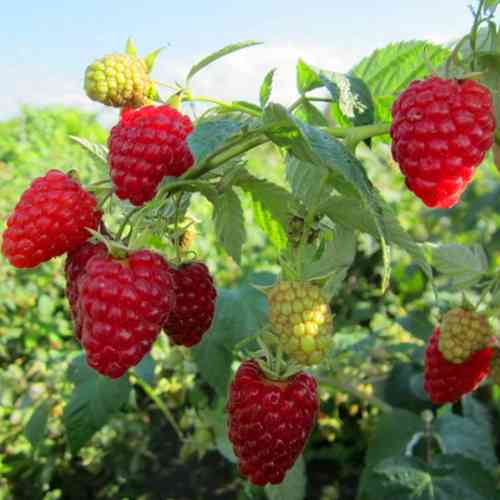 Саджанці малини Діамантова (черенкований) - 1-річний Чернівці