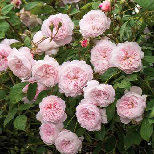 Саджанці троянд Зе Олбрайтон Рамблер (привитий) - 2-річний Чернівці