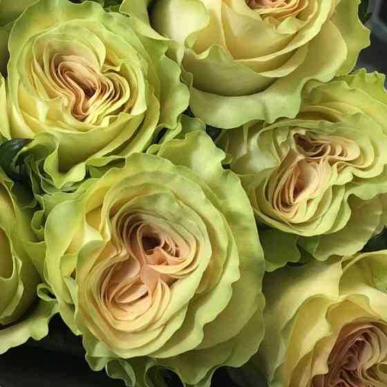 Саженцы чайно-гибридных роз Динамик (привитый) Черновцы