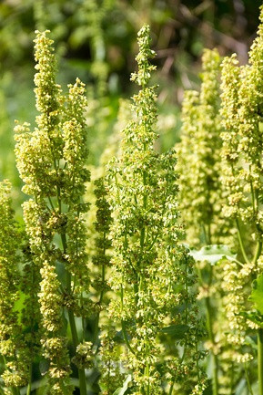 Корінь щавеля кінського (Щавель конский корень)  100г master sem Киев - изображение 2