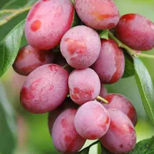 Саженцы диплоидной сливы Королева Виктория (привитый) - 1-летний Черновцы