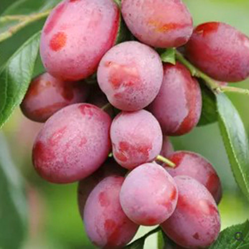 Саджанці диплоїдної сливи Королева Вікторія (привитий) - 1-річний Чернівці - фото 1