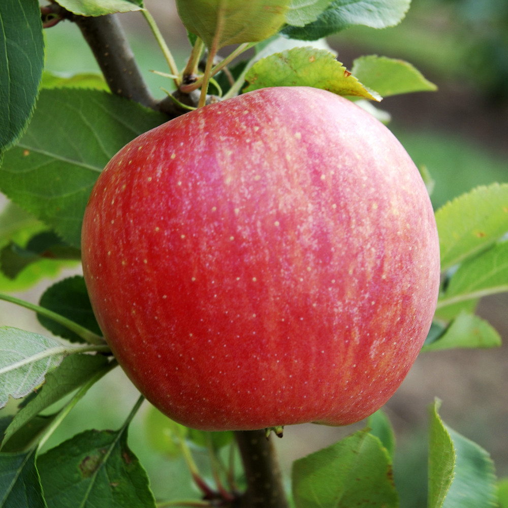 Саженцы яблони Чемпион (привитый) - 1-летний Черновцы - изображение 3